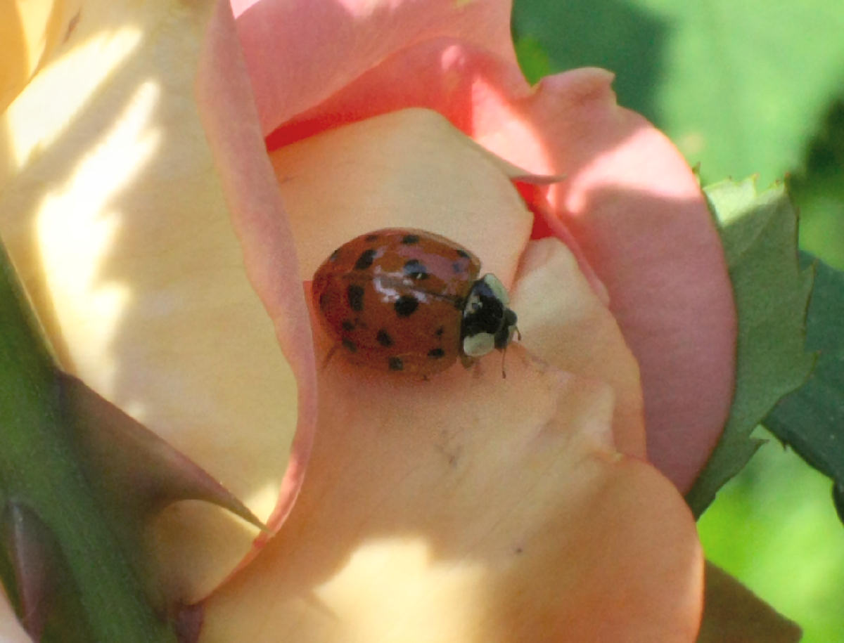 Harmonia axyridis